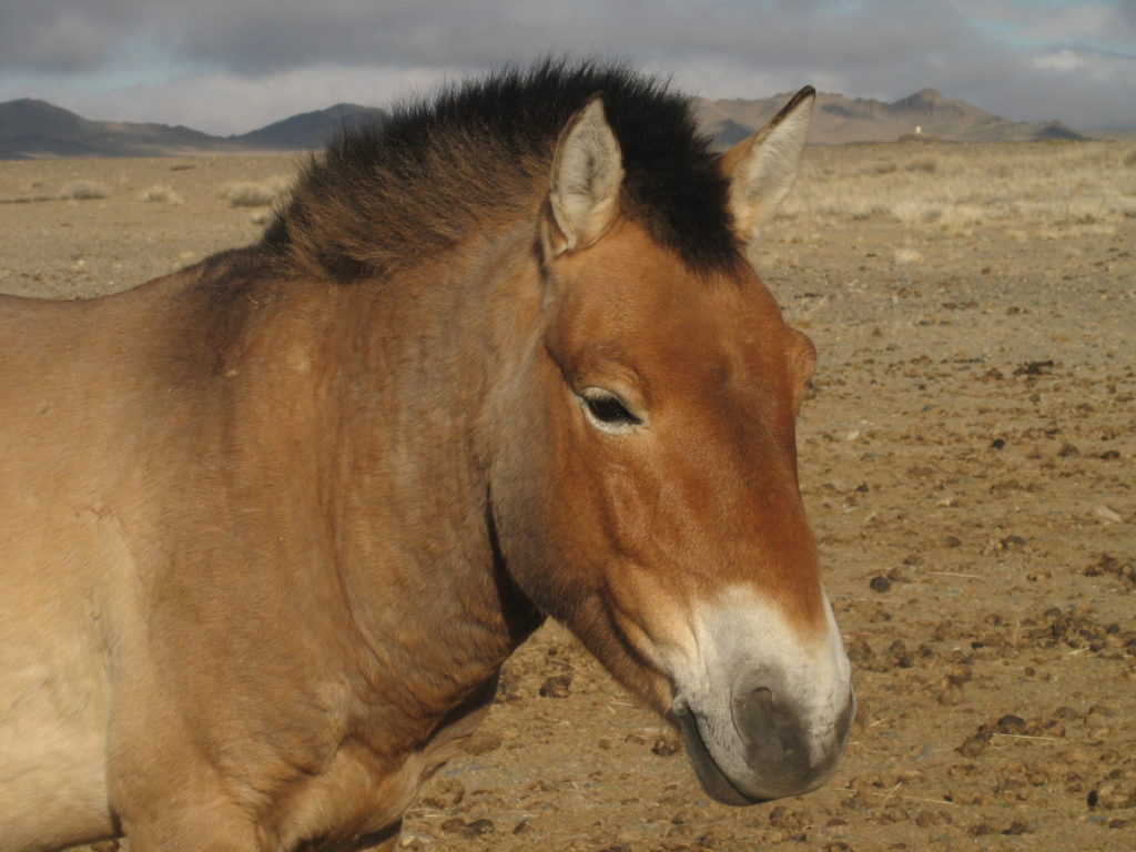 cavallo di Przewalski, maschio adulto in semilibertà nell'area di Takhiintal incuriosito mi tiene a distanza dal branco