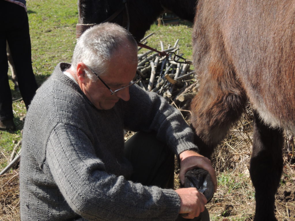 Elio Giuliano