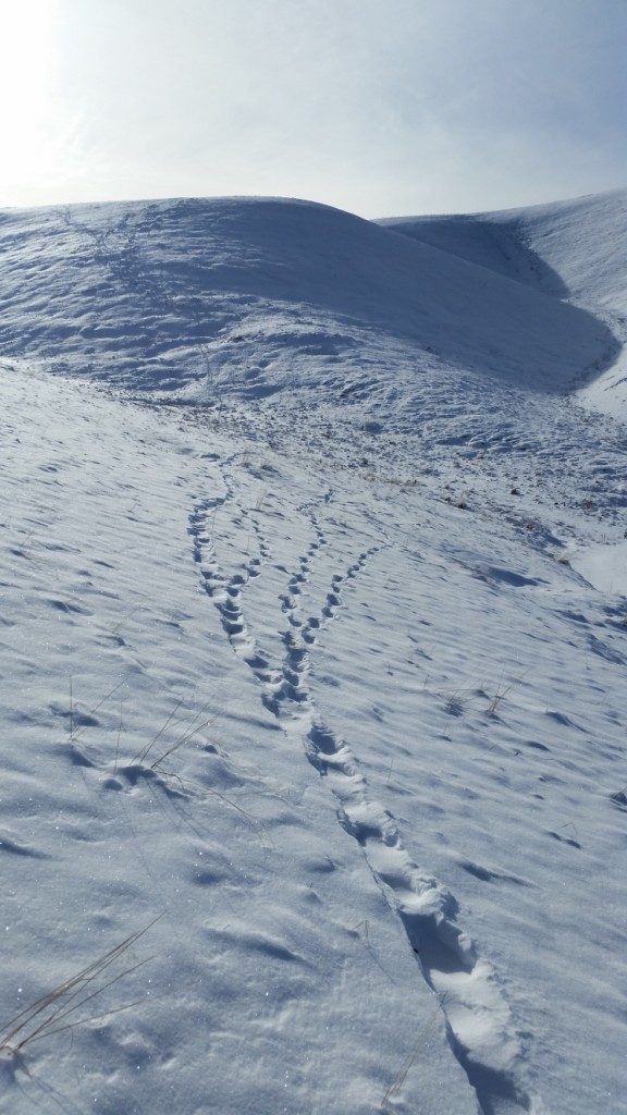  Archivio Servizio Foreste e Fauna PAT - MUSE - Life WolfAlps).  Da lontano le tracce dei lupi sulla neve somigliano a quelle degli escursionisti. Loro camminano a testa alta, guardando dritto davanti a sè, come gli uomini. Forse è per questo che mettono in discussione.