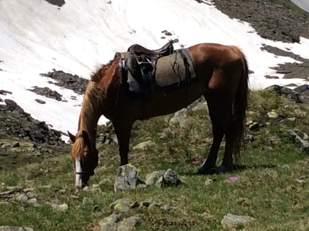 Anche adesso lassù i nevai conservano un po' di inverno. Il terreno è irto di pietre e tra l'una e l'altra è facile incontrare 'sagne '.