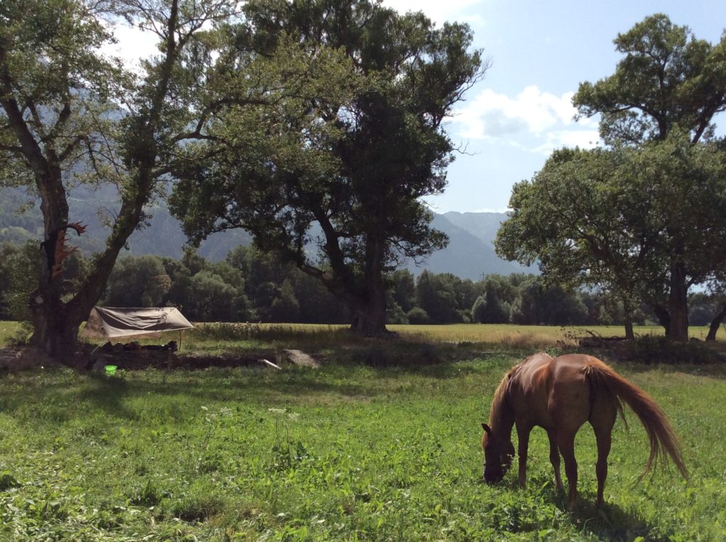 2016 07 21 Niedergampel, quasi una savana