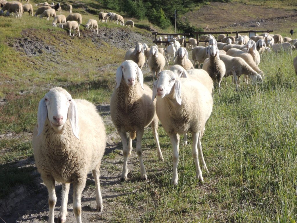 Quello che sa delle pecore un pastore figlio di pastori non è quello che gli è stato detto, è quello che ha imparato.